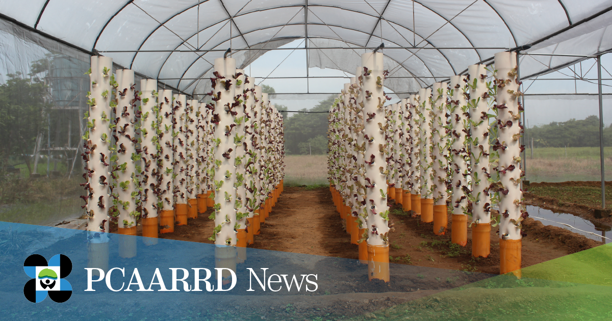 Solar-powered tower gardens help sustain vegetable farming during rainy season